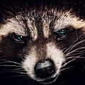   Raccoon